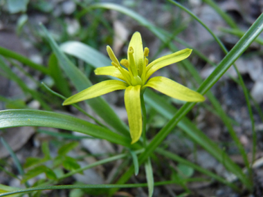 2 à 5 fleurs jaunes à 6 tépales formant une ombelle en forme d'étoile. Agrandir dans une nouvelle fenêtre (ou onglet)